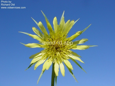 salsify, western
